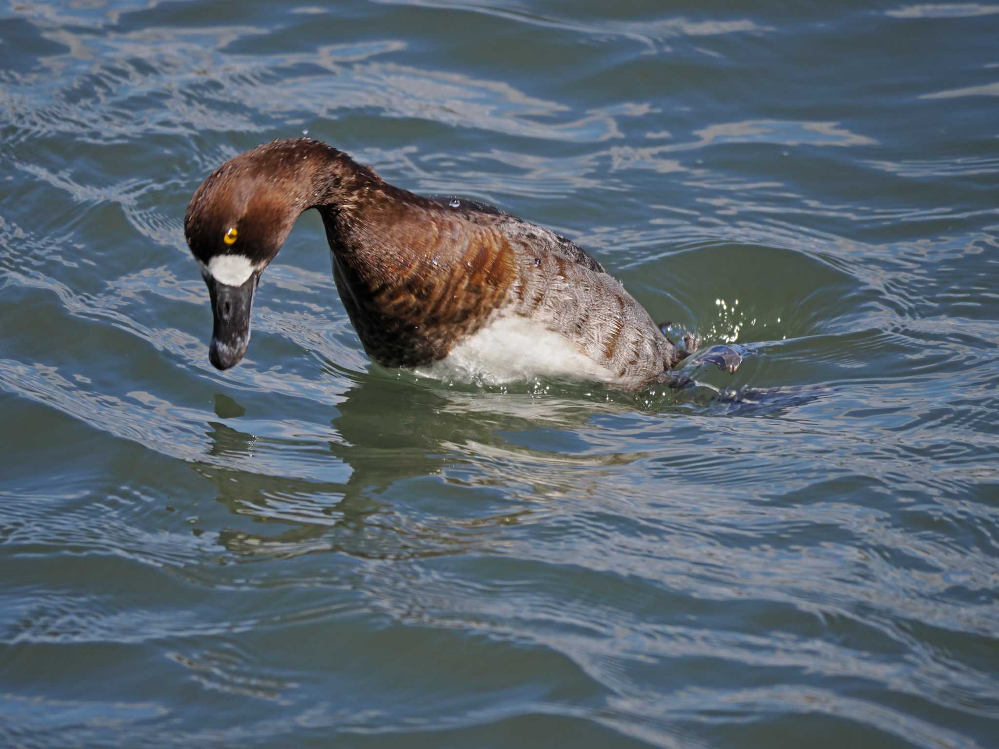 Greater Scaup