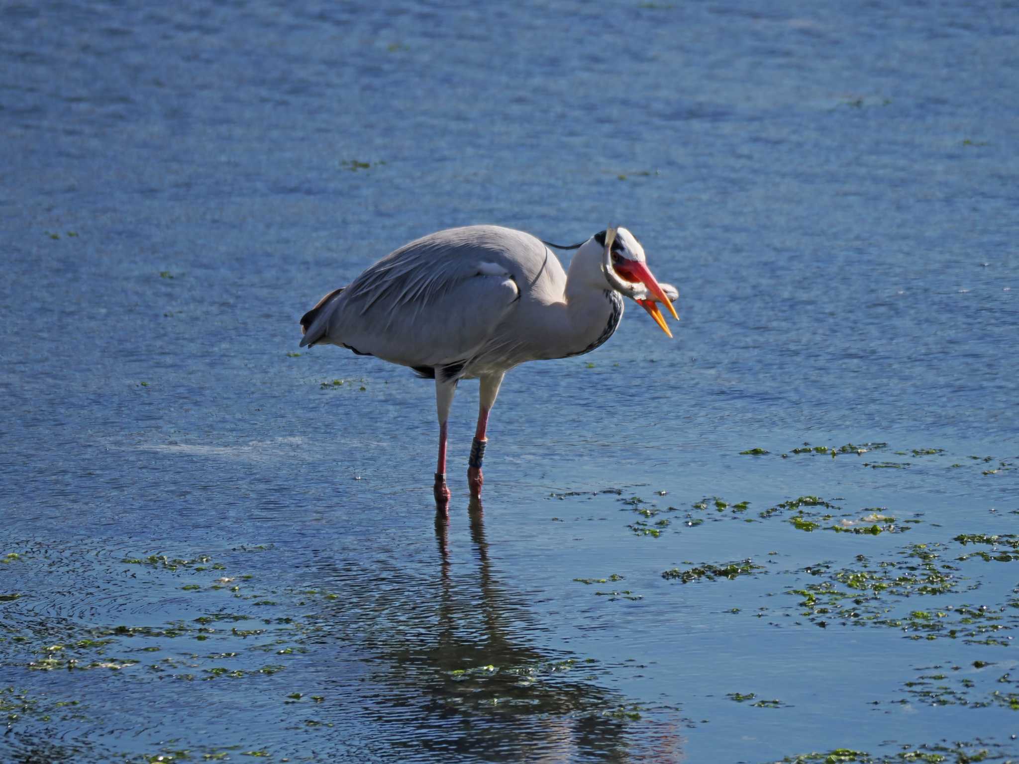 Grey Heron