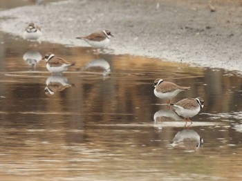 Little Ringed Plover Isanuma Sat, 3/23/2024