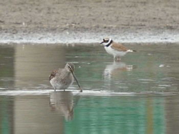 Long-billed Dowitcher Isanuma Sat, 3/23/2024