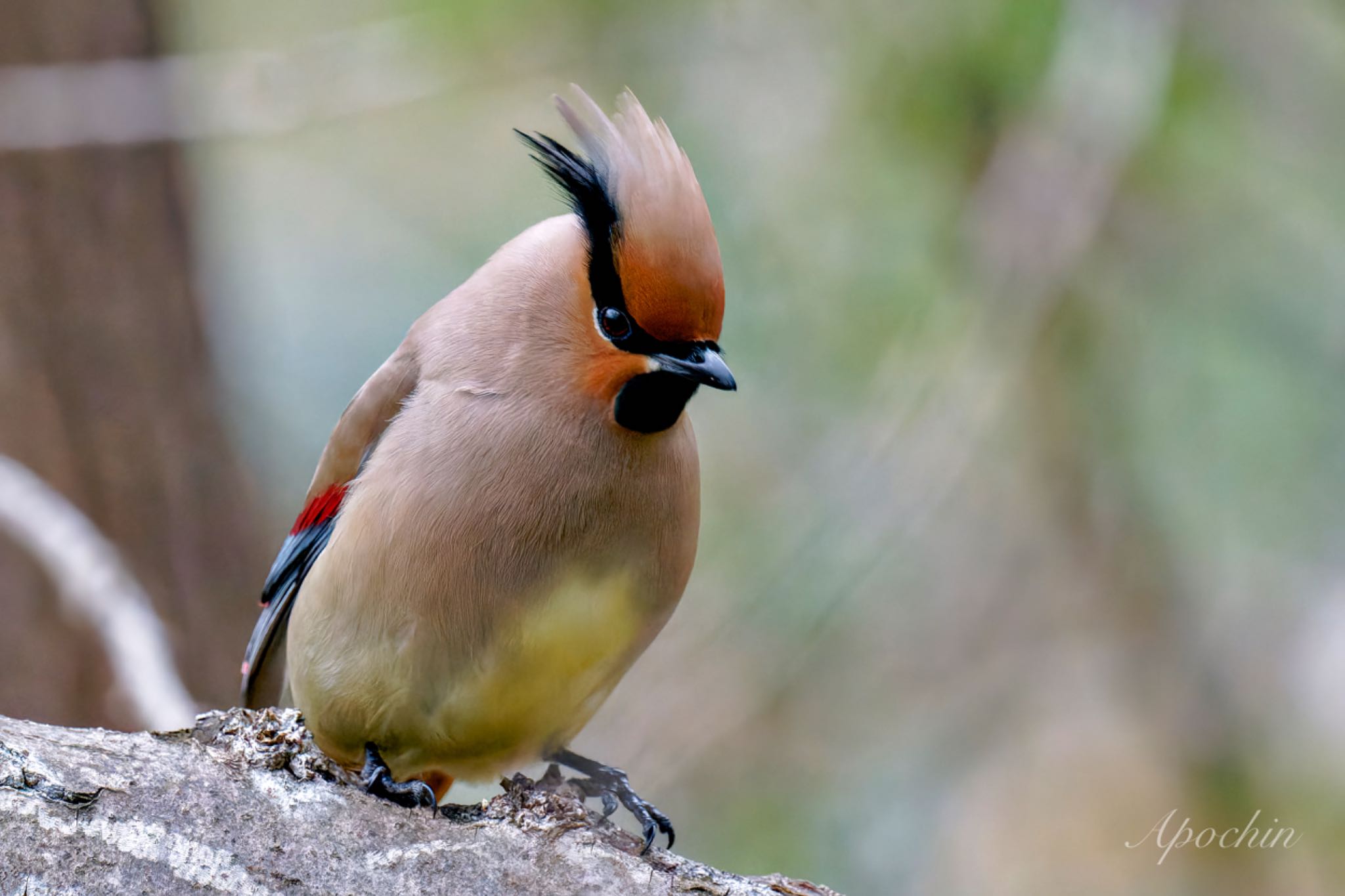 Photo of Japanese Waxwing at Kitamoto Nature Observation Park by アポちん