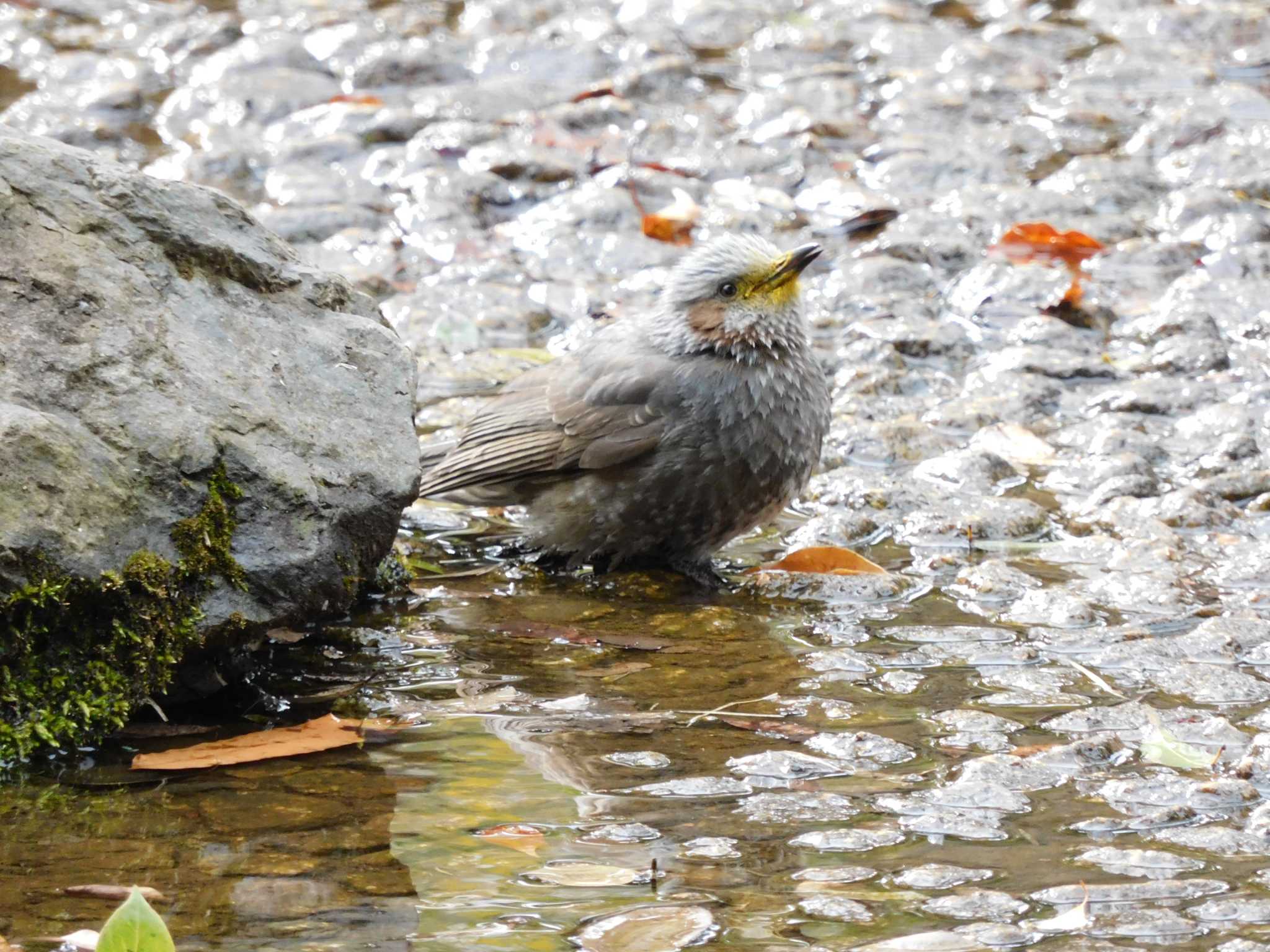 Photo of Brown-eared Bulbul at 平和の森公園、妙正寺川 by morinokotori