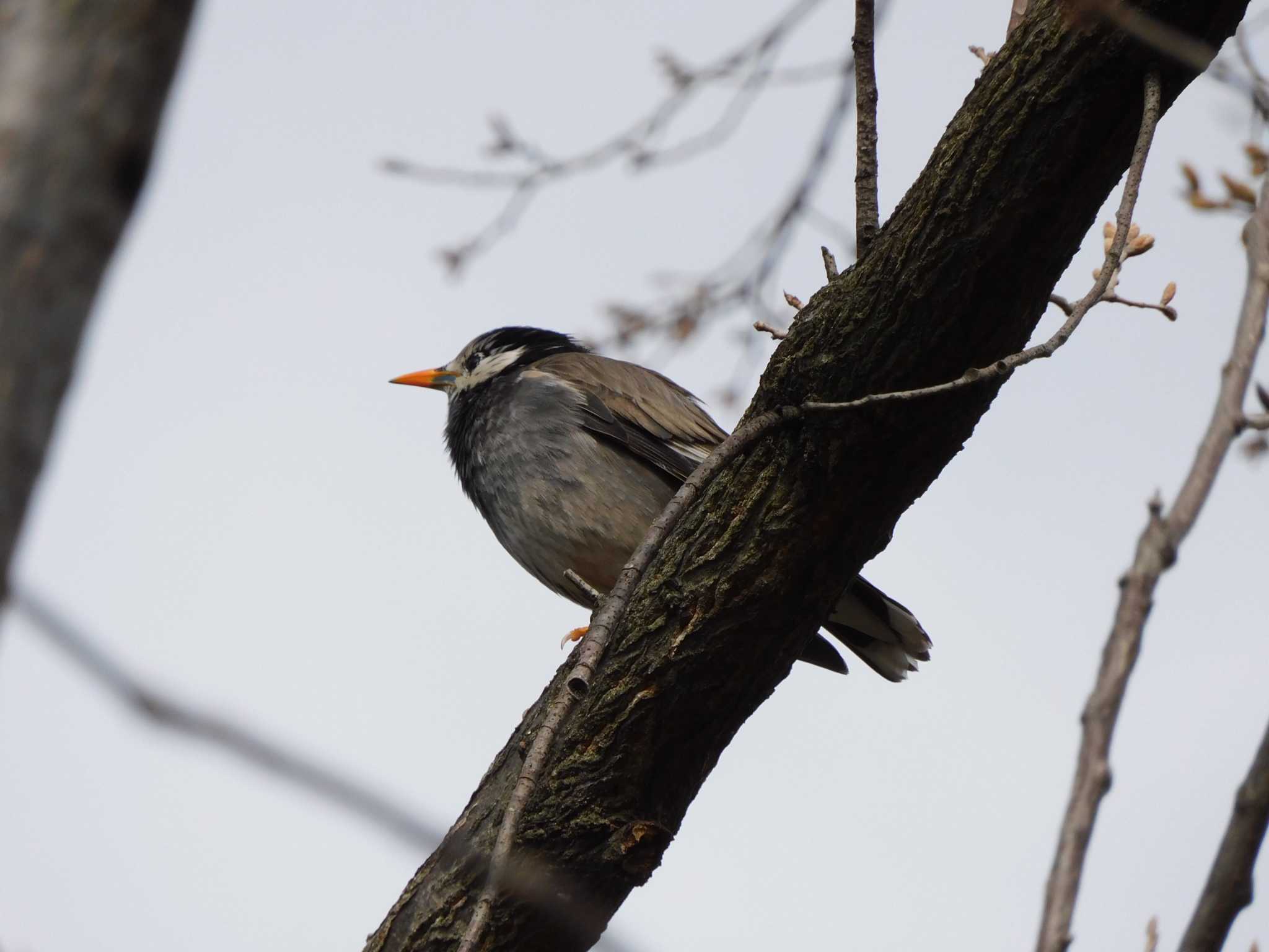 White-cheeked Starling