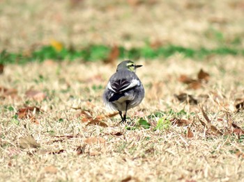 White Wagtail Kinuta Park Sat, 12/15/2018