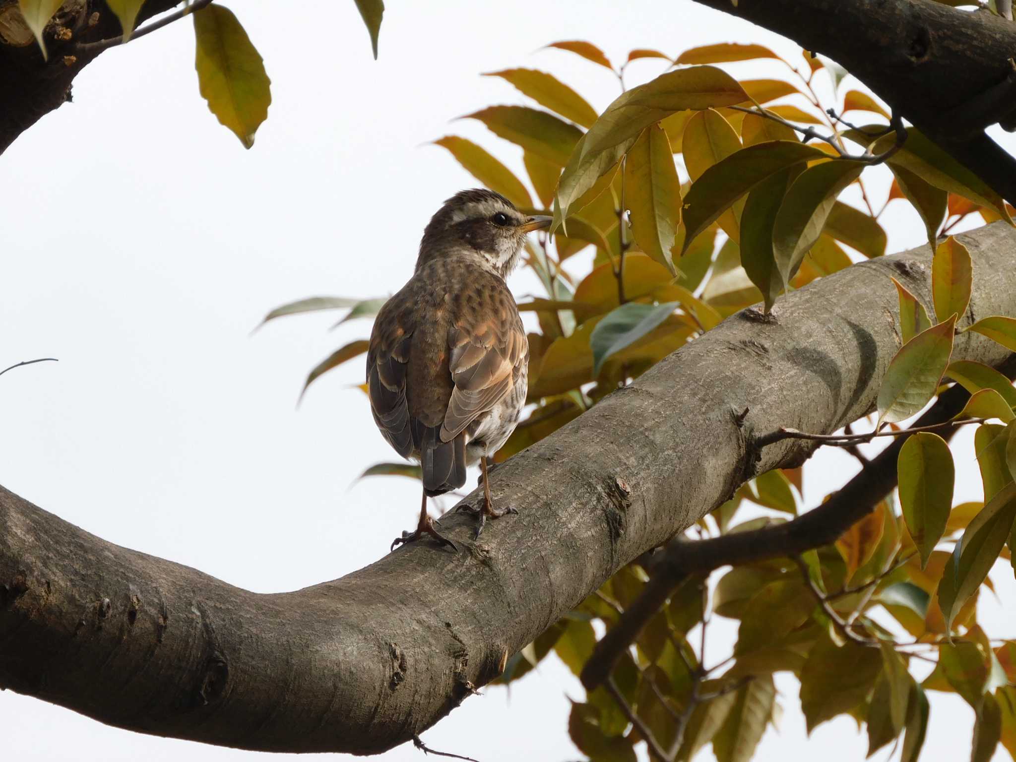 Photo of Dusky Thrush at 平和の森公園、妙正寺川 by morinokotori