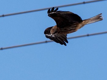 Black Kite 東屯田遊水地 Sat, 3/23/2024