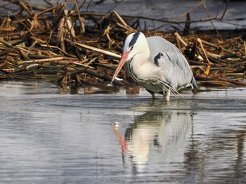 Grey Heron 東屯田遊水地 Sat, 3/23/2024