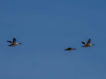 Smew 東屯田遊水地 Sat, 3/23/2024