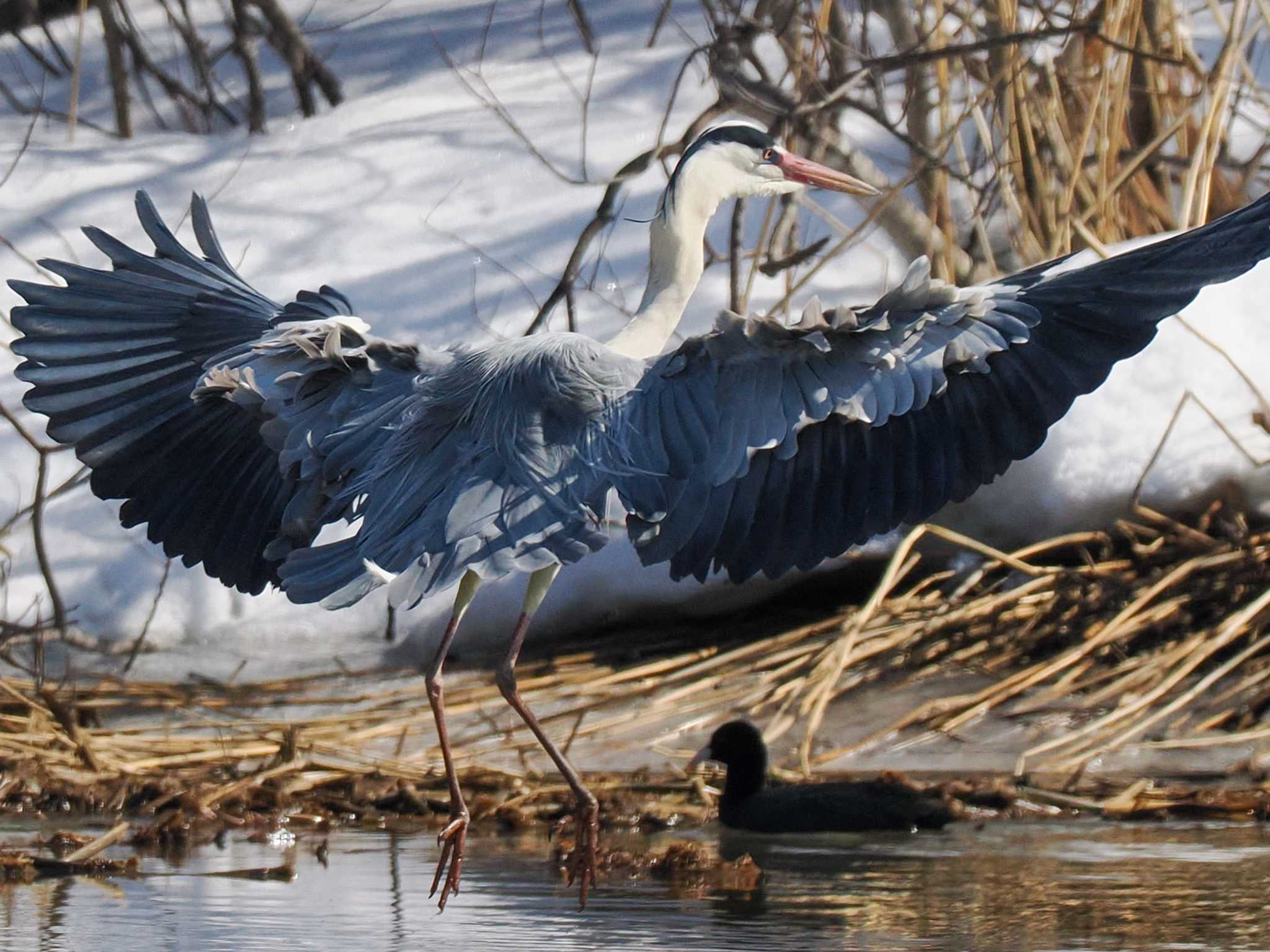 Photo of Grey Heron at 東屯田遊水地 by 98_Ark (98ｱｰｸ)