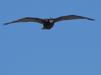 Great Cormorant 東屯田遊水地 Sat, 3/23/2024