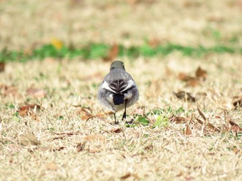 ハクセキレイ 砧公園 2018年12月15日(土)