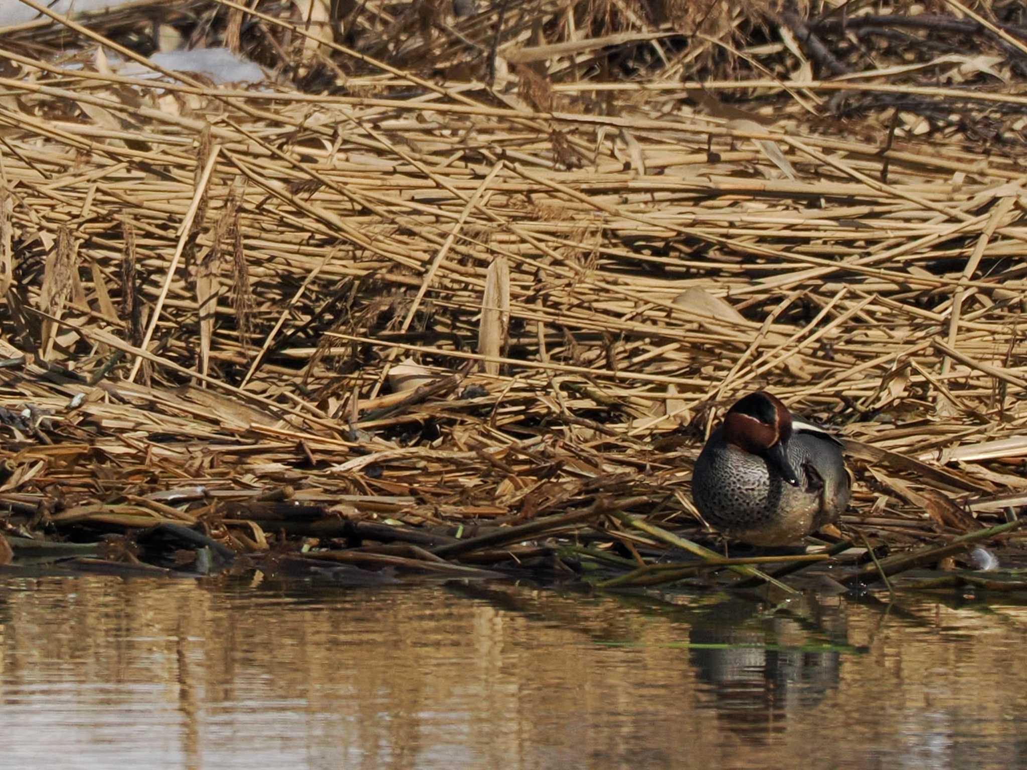 Photo of Eurasian Teal at 東屯田遊水地 by 98_Ark (98ｱｰｸ)