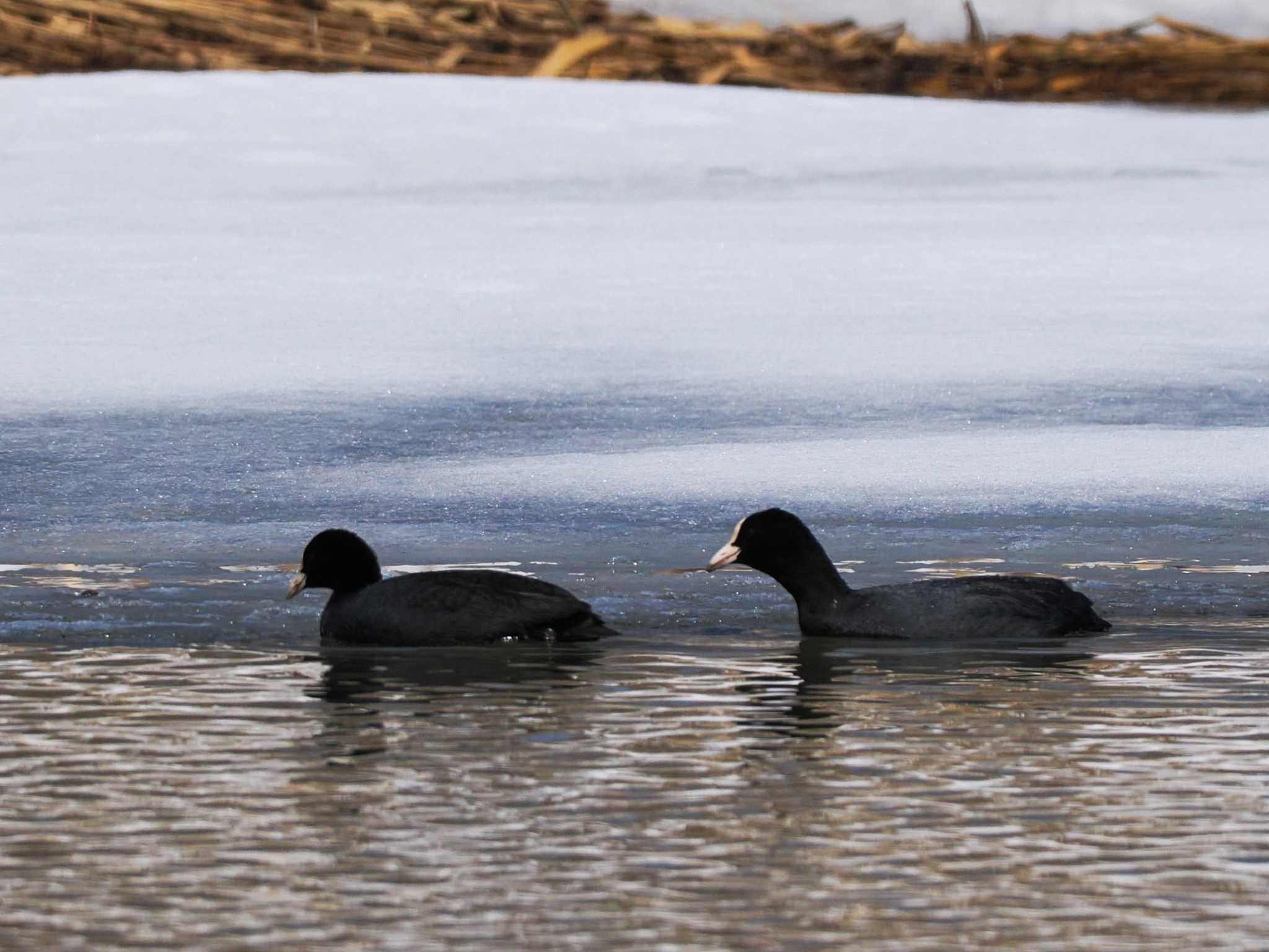 Photo of Eurasian Coot at 東屯田遊水地 by 98_Ark (98ｱｰｸ)