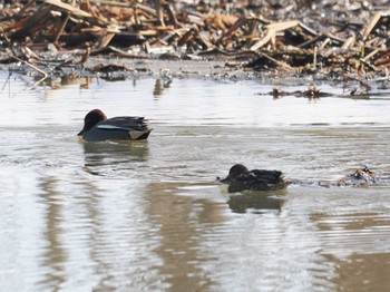 Eurasian Teal 東屯田遊水地 Sat, 3/23/2024