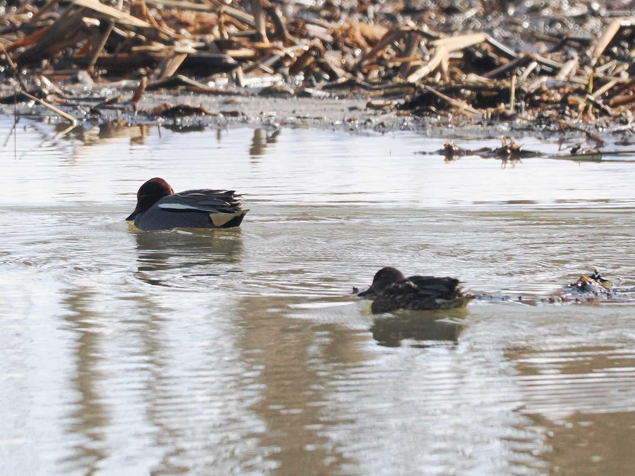 Eurasian Teal