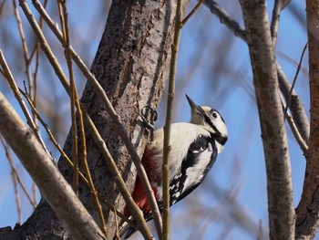 Great Spotted Woodpecker(japonicus) 東屯田遊水地 Sat, 3/23/2024