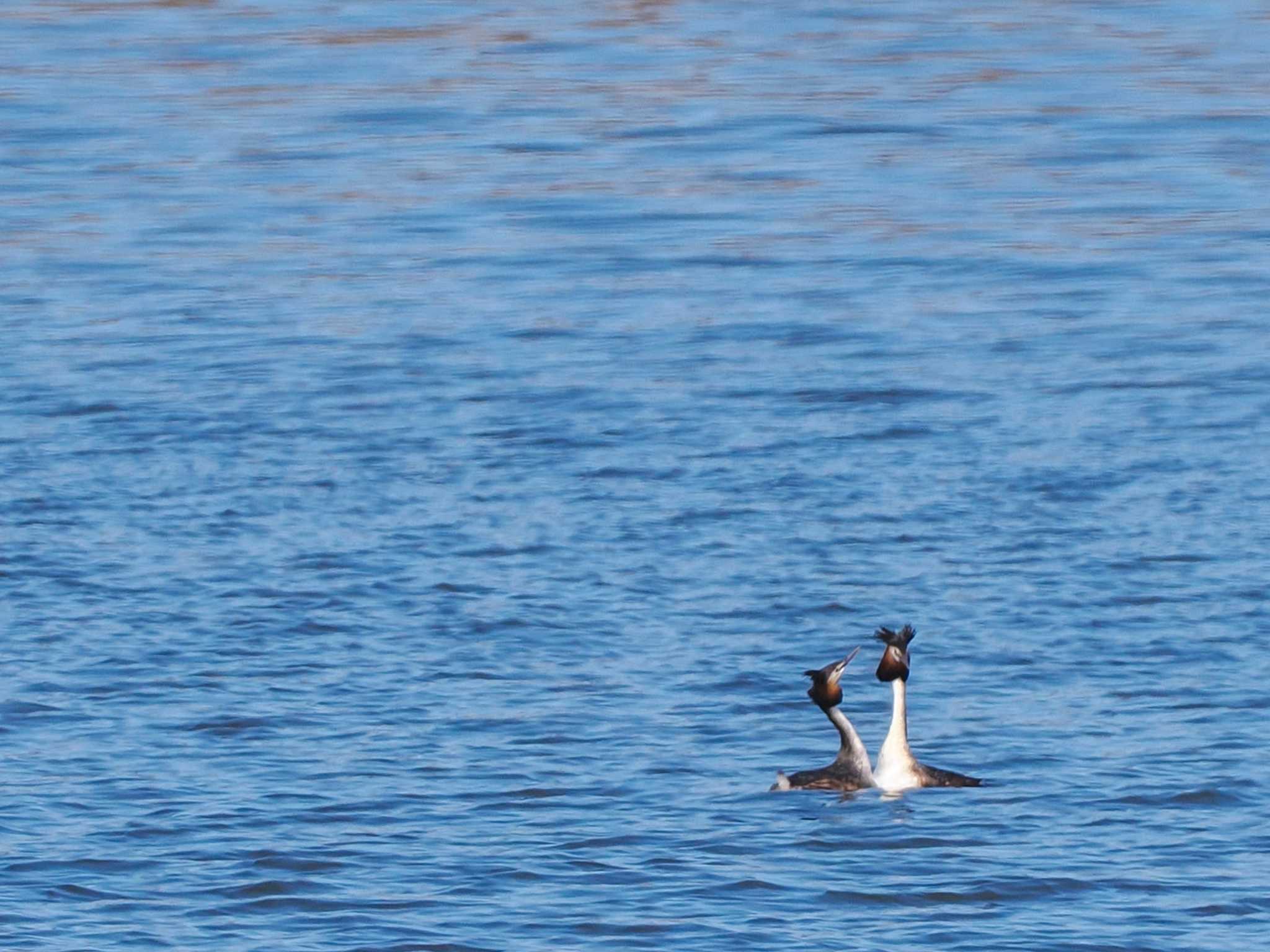 Great Crested Grebe