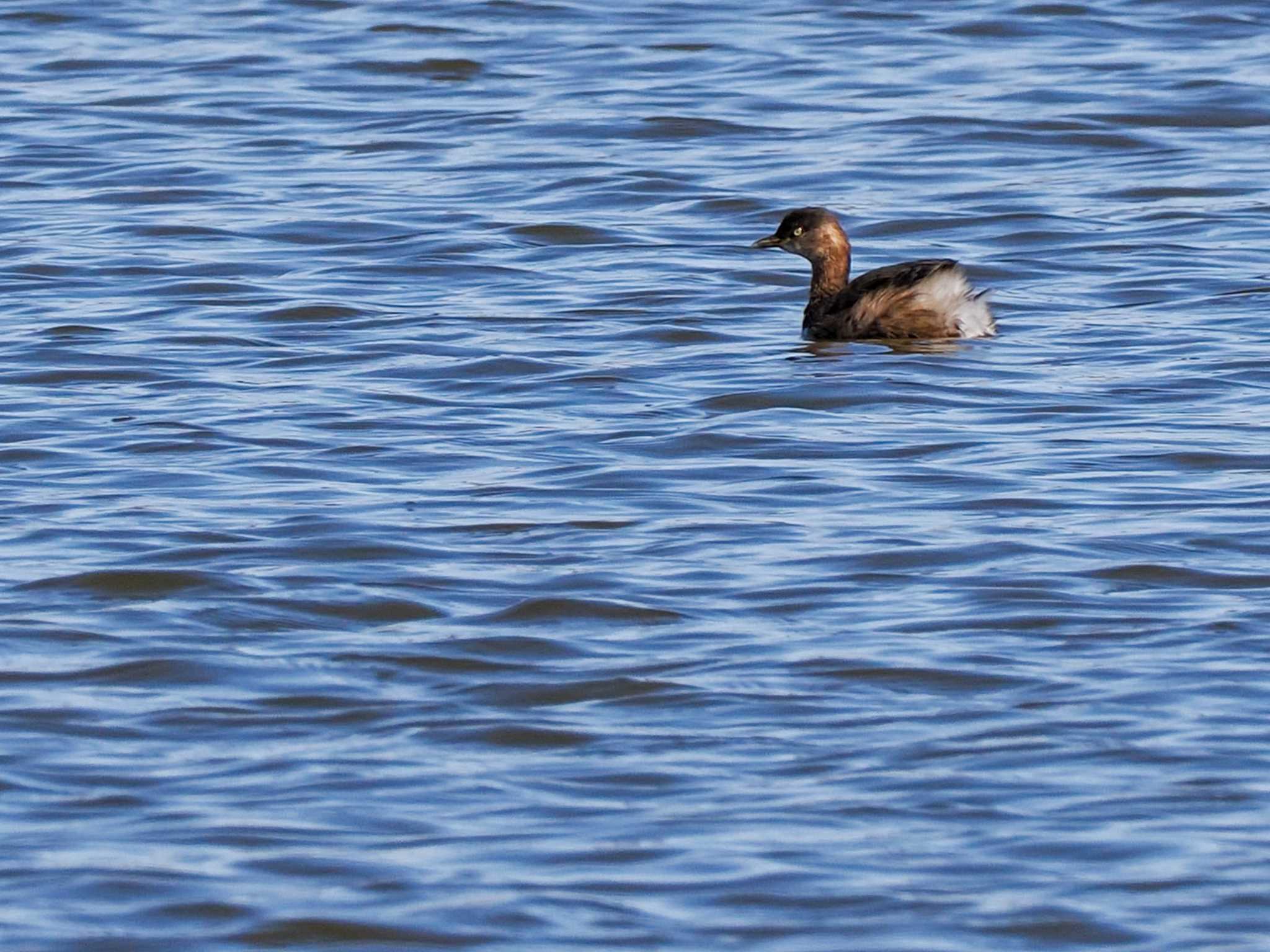 Photo of Little Grebe at 石狩 茨戸川 by 98_Ark (98ｱｰｸ)