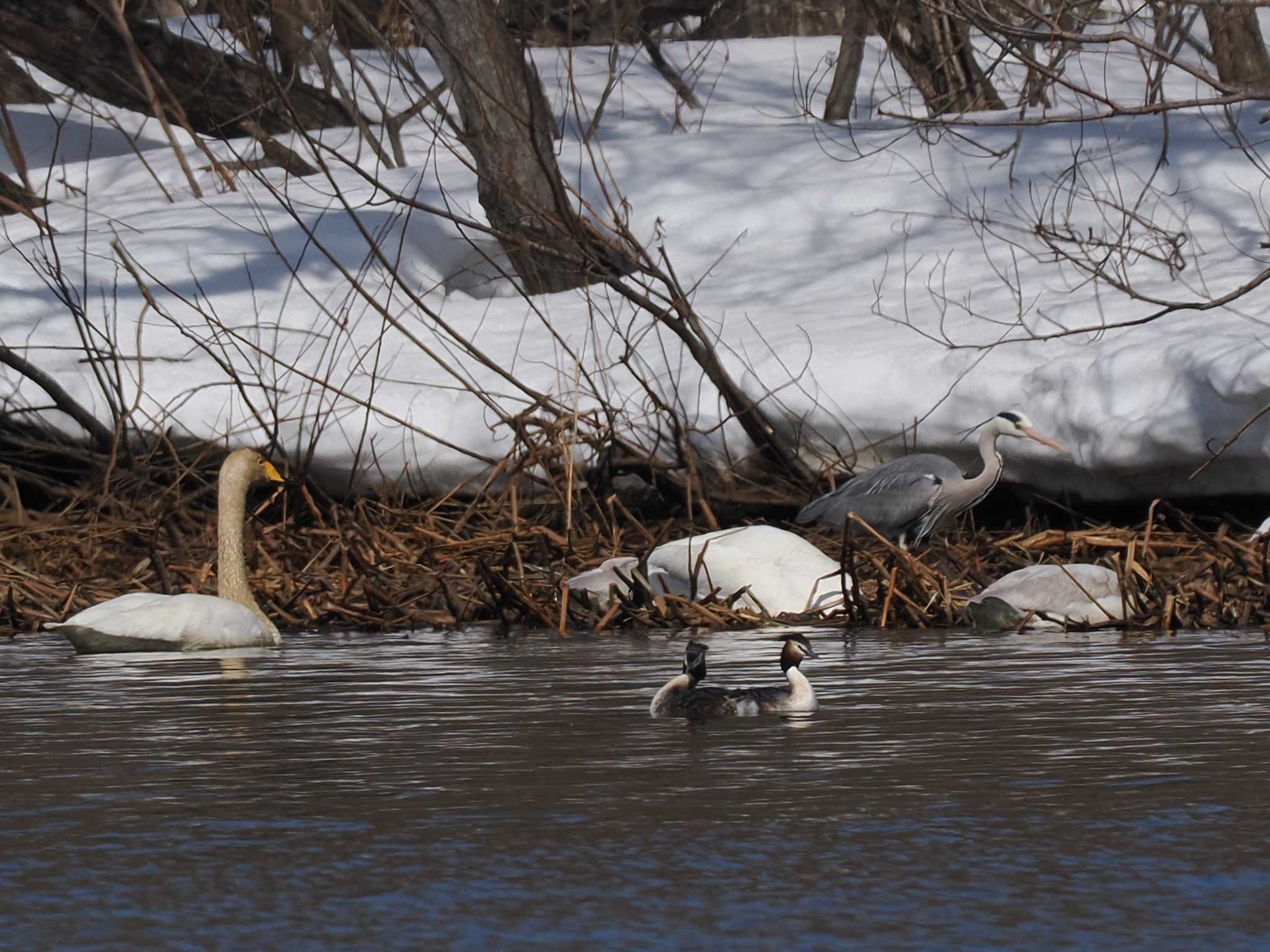 Photo of Whooper Swan at 石狩 茨戸川 by 98_Ark (98ｱｰｸ)