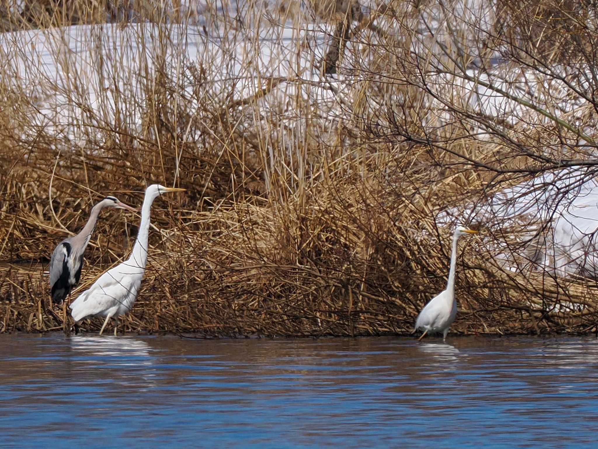 Great Egret