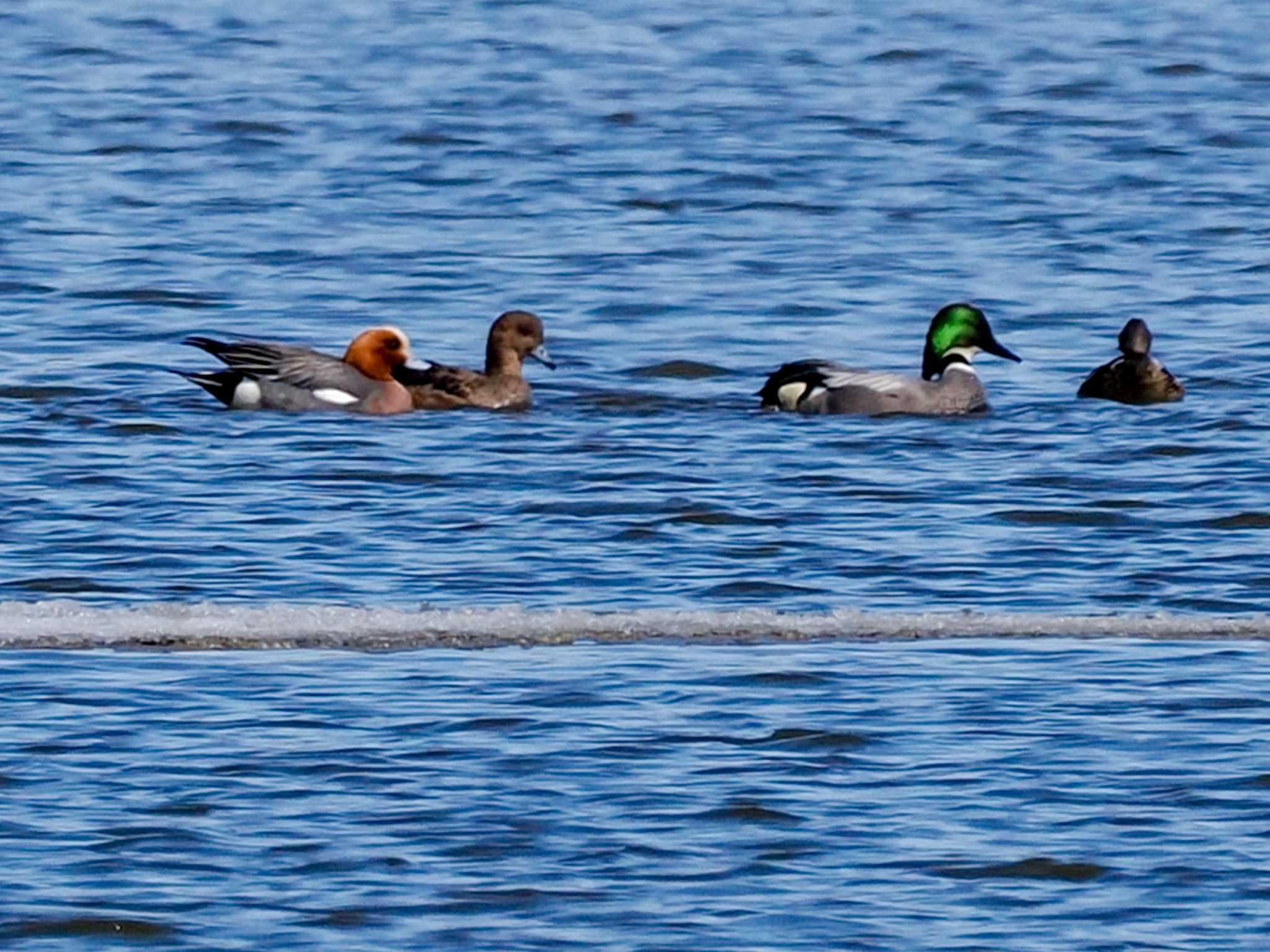 Photo of Falcated Duck at 石狩 茨戸川 by 98_Ark (98ｱｰｸ)