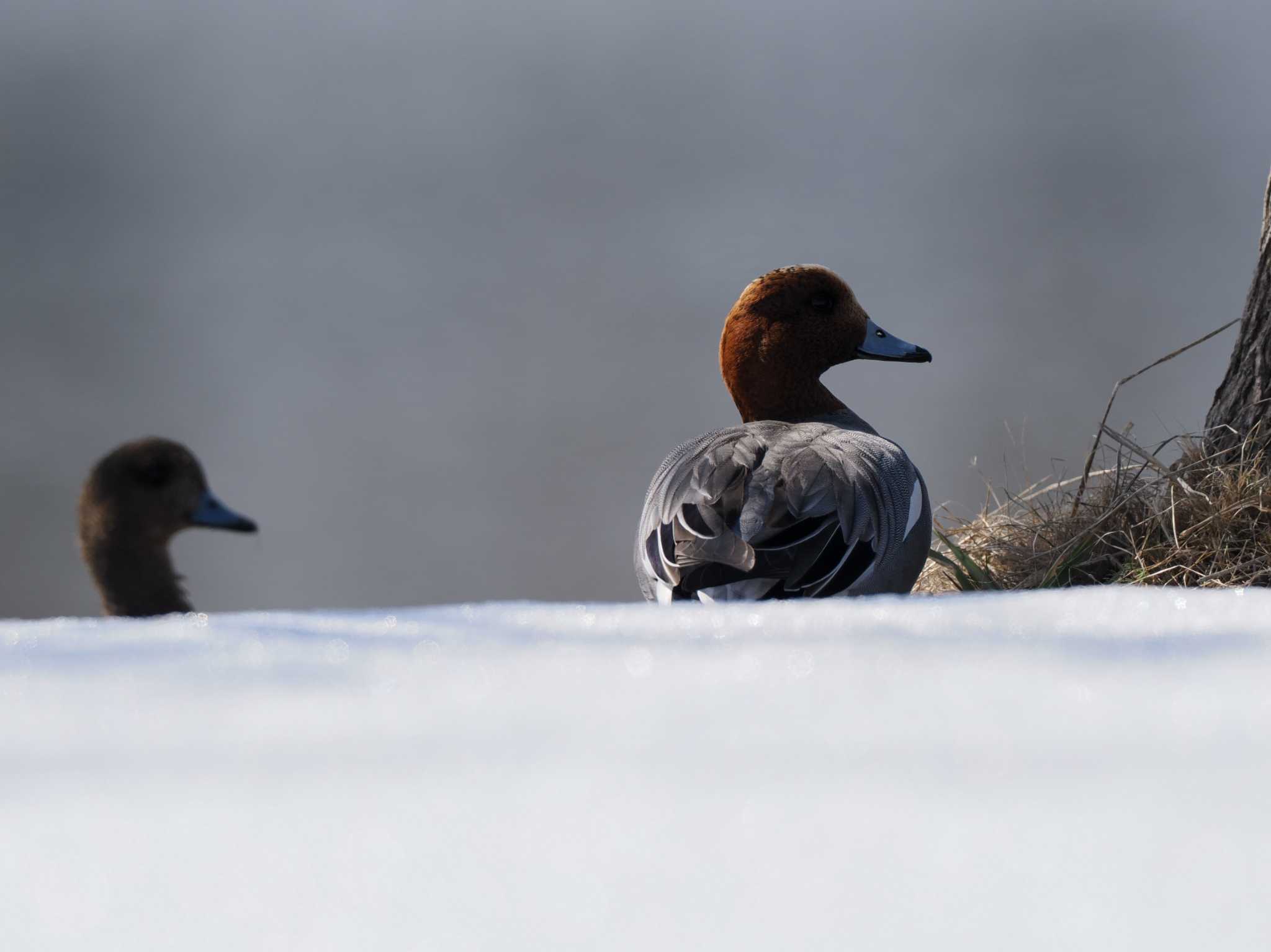 Photo of Eurasian Wigeon at 石狩 茨戸川 by 98_Ark (98ｱｰｸ)