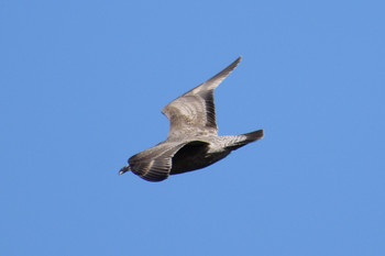 2018年12月15日(土) 多摩川河口の野鳥観察記録