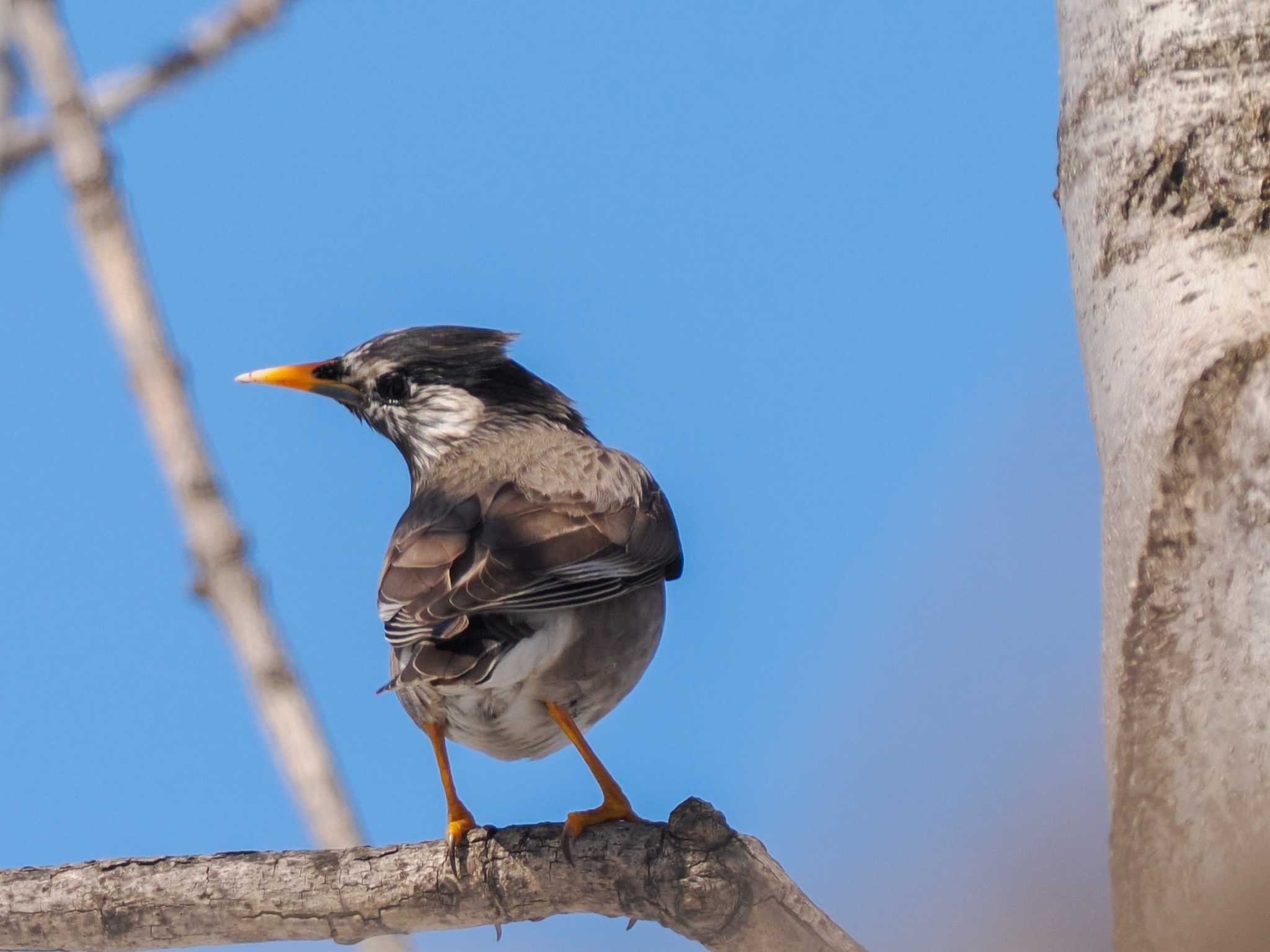 White-cheeked Starling