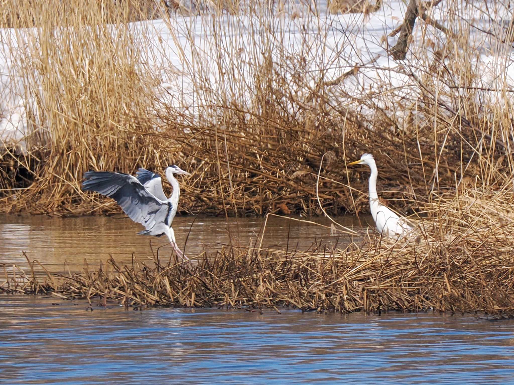 Photo of Grey Heron at 石狩 茨戸川 by 98_Ark (98ｱｰｸ)