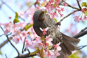 ヒヨドリ 水元公園 2024年3月17日(日)