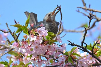 ヒヨドリ 水元公園 2024年3月17日(日)