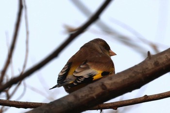 カワラヒワ 青龍山公園(営口市) 2024年3月15日(金)