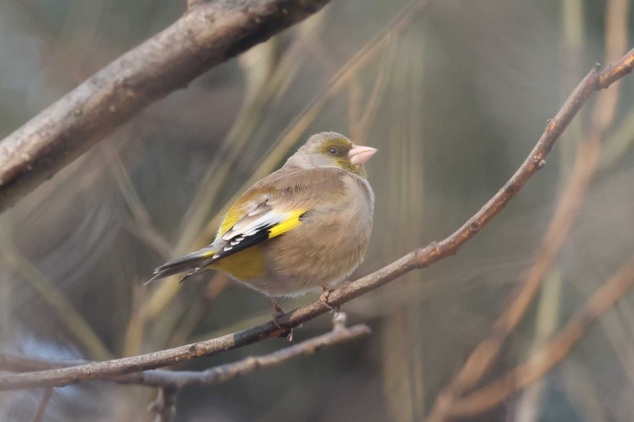 Grey-capped Greenfinch