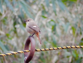 Daurian Redstart Shinjuku Gyoen National Garden Sat, 3/23/2024