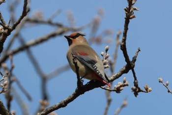 Japanese Waxwing Kodomo Shizen Park Sun, 3/17/2024