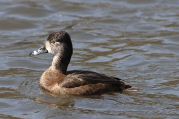 クビワキンクロ こども自然公園 (大池公園/横浜市) 2024年3月17日(日)