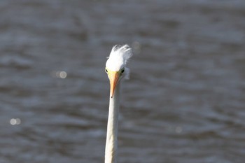 Great Egret Kodomo Shizen Park Sun, 3/17/2024