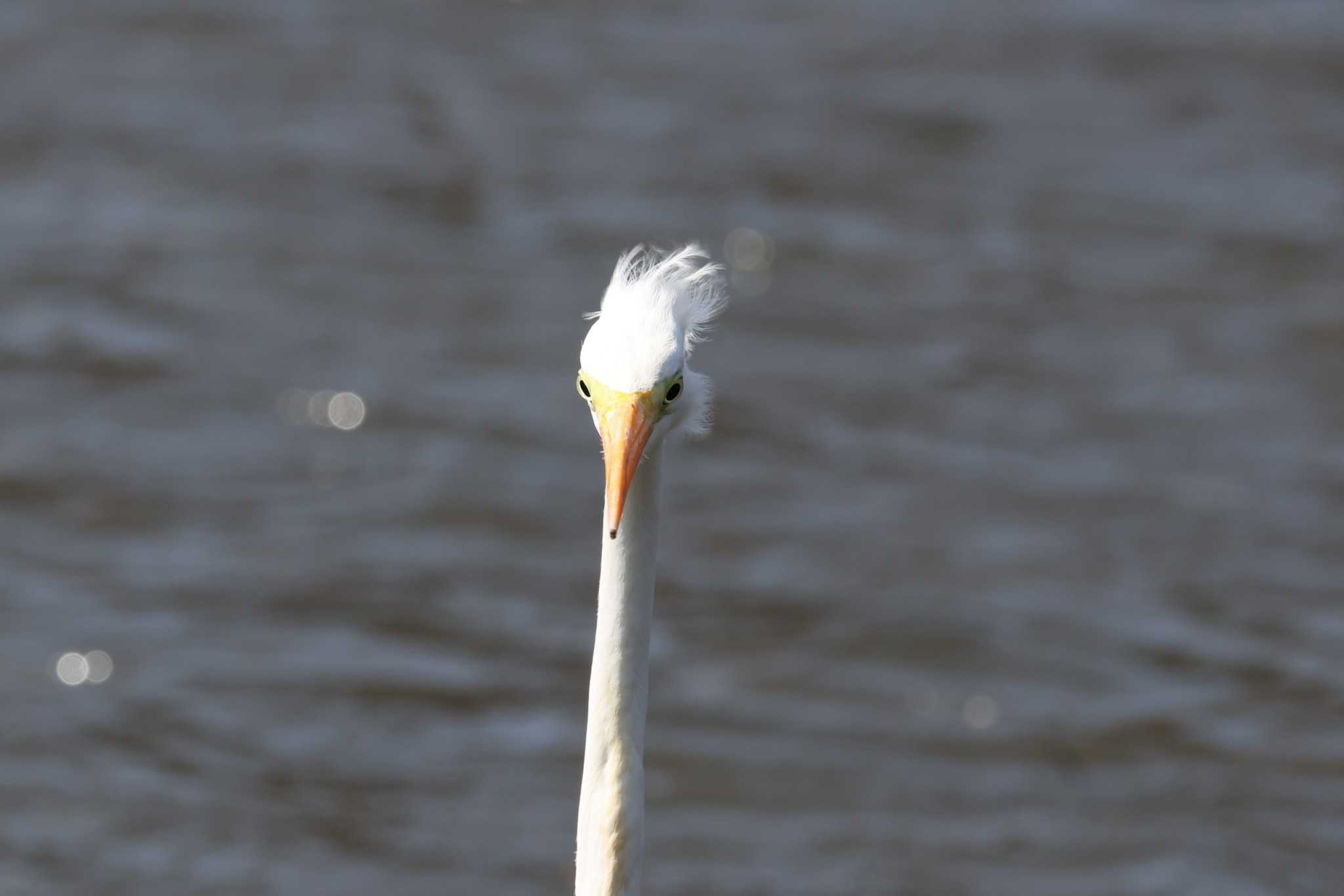 こども自然公園 (大池公園/横浜市) ダイサギの写真 by ぼぼぼ