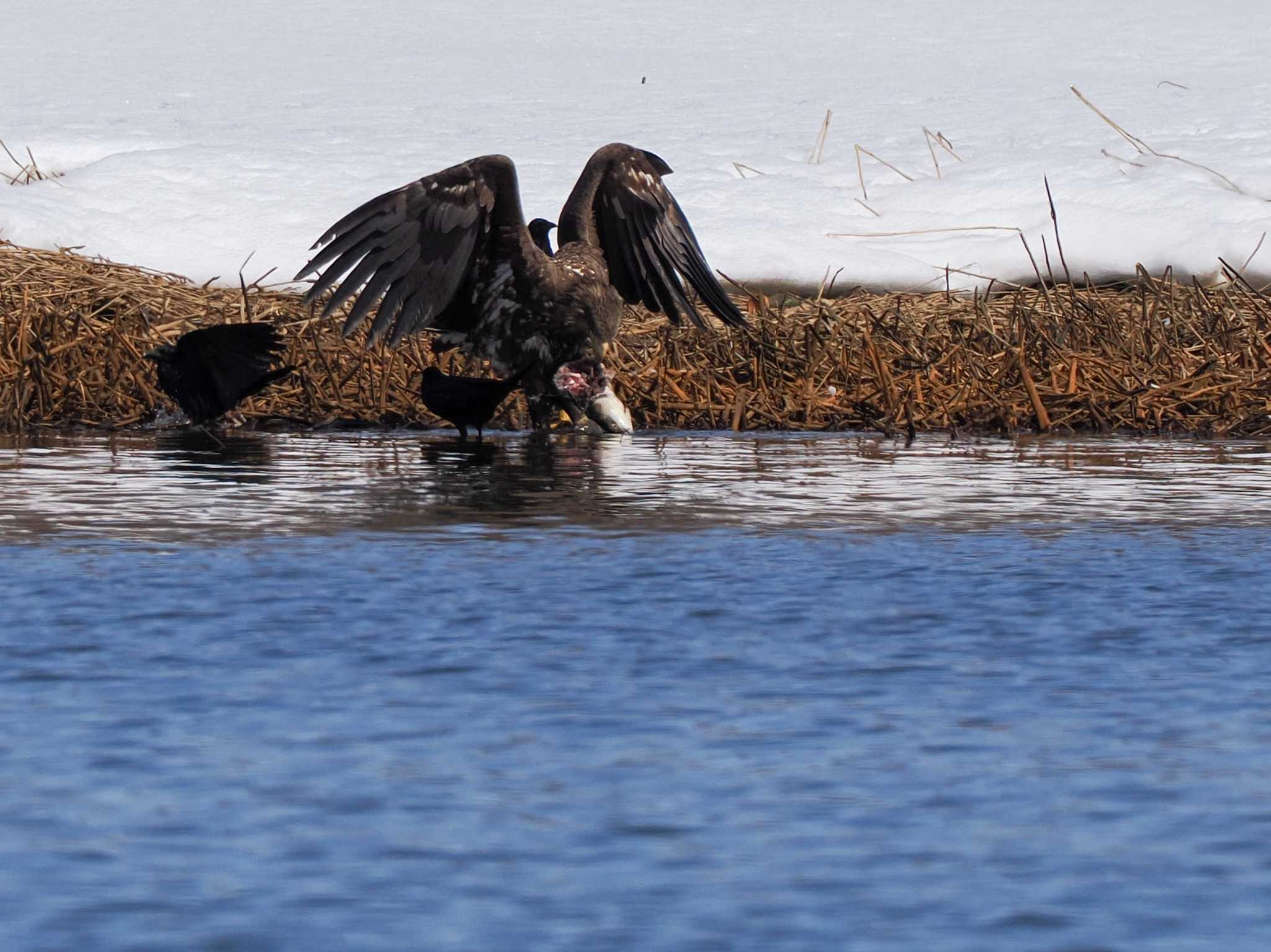 White-tailed Eagle