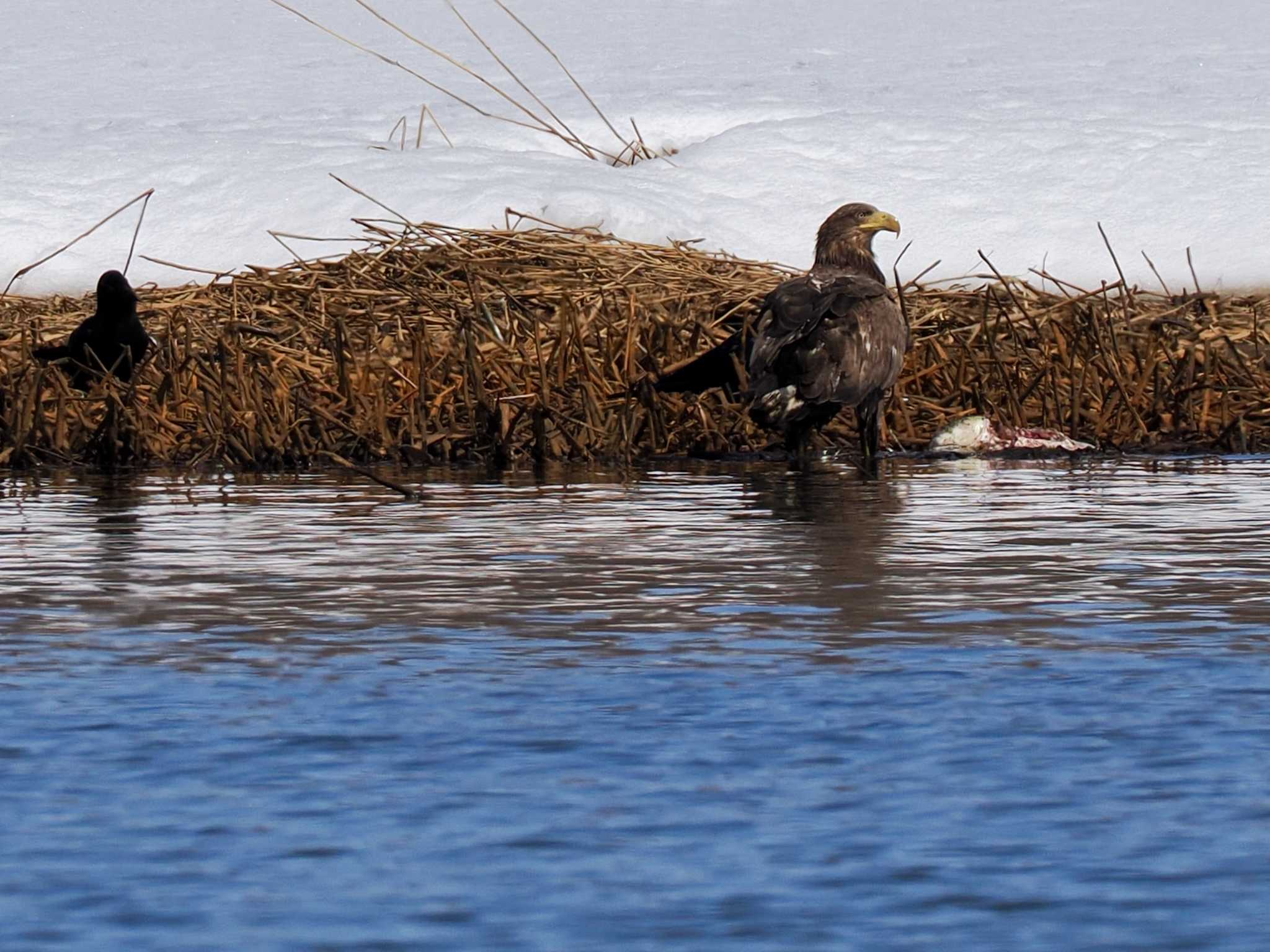 Photo of White-tailed Eagle at 石狩 茨戸川 by 98_Ark (98ｱｰｸ)