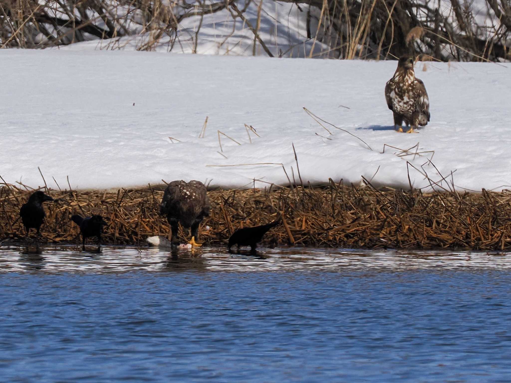 White-tailed Eagle