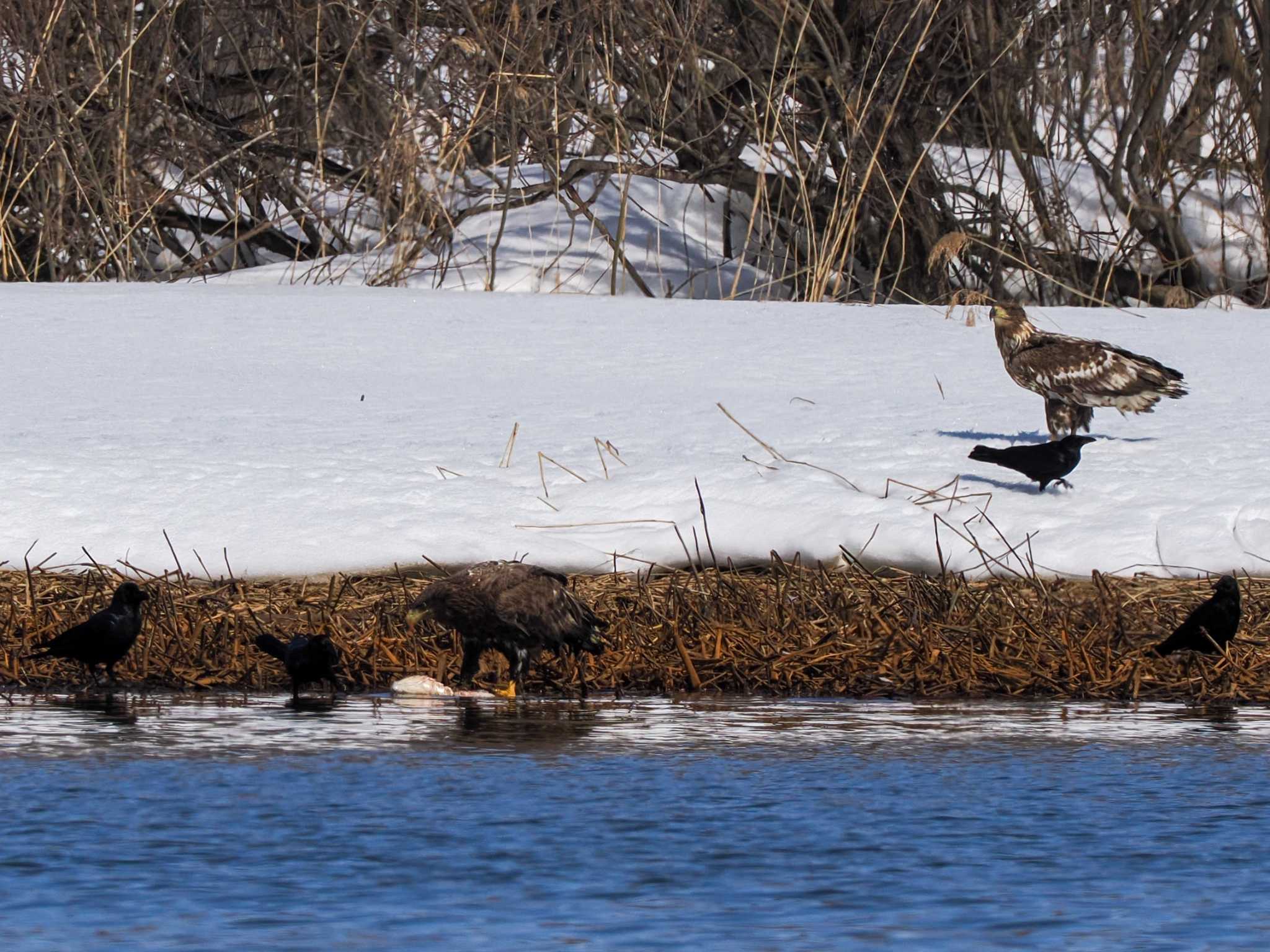 White-tailed Eagle