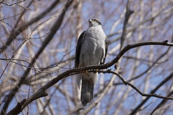 Eurasian Goshawk Mizumoto Park Sun, 3/17/2024