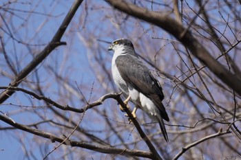 Eurasian Goshawk Mizumoto Park Sun, 3/17/2024