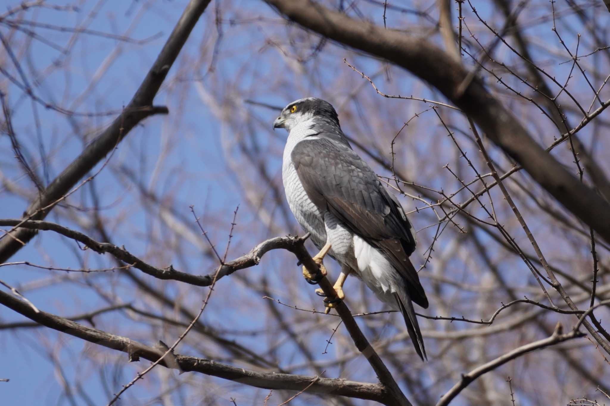 Photo of Eurasian Goshawk at Mizumoto Park by たっちゃんち