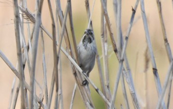 Common Reed Bunting Tokyo Port Wild Bird Park Sun, 3/17/2024