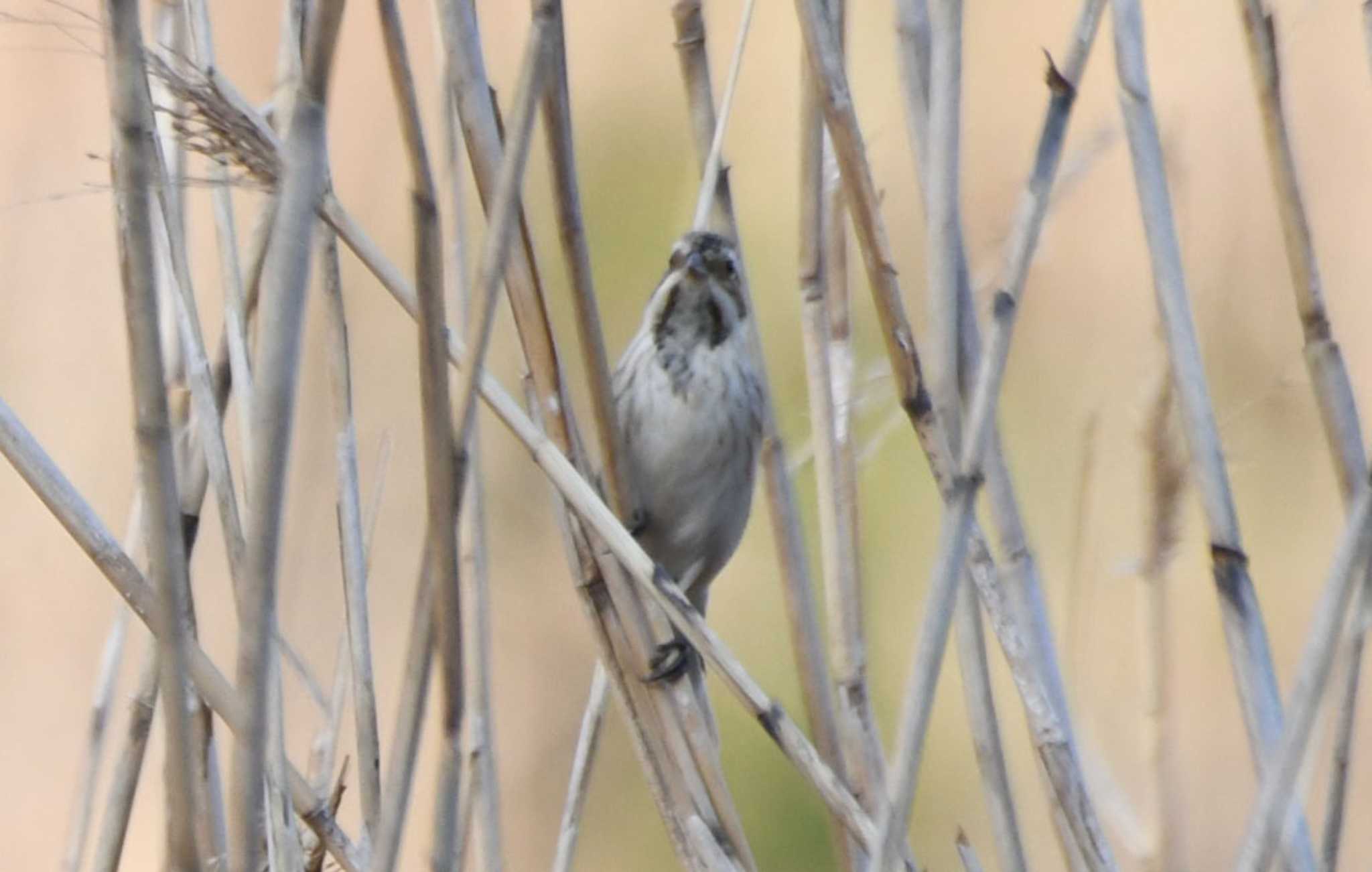 Photo of Common Reed Bunting at Tokyo Port Wild Bird Park by TOM57