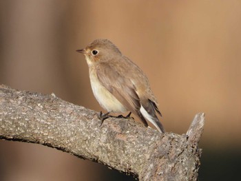 Red-breasted Flycatcher まつぶし緑の丘公園 Fri, 1/5/2024