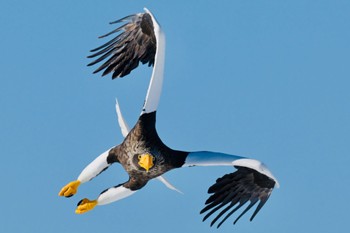 Steller's Sea Eagle Unknown Spots Sat, 3/2/2024