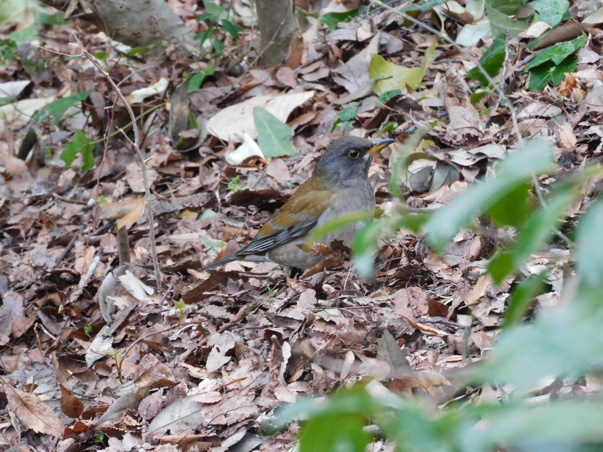 Photo of Pale Thrush at Higashitakane Forest park by 杜鵑